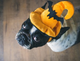Reacția unui câine când vede decorațiunile de Halloween ale vecinilor. Imaginile sunt virale: Și eu aș fi speriat în locul lui